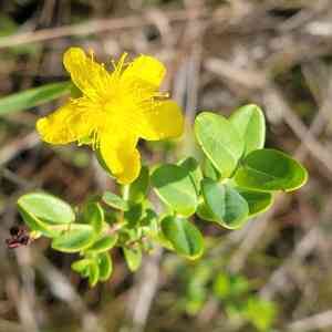 Myrtleleaf St. John's wort(Hypericum myrtifolium)