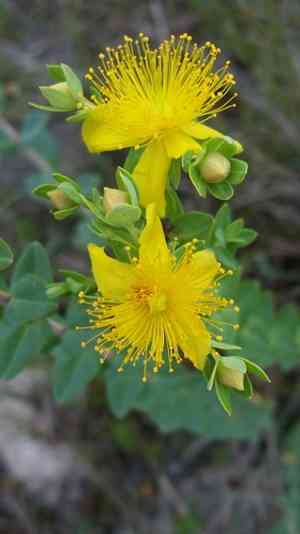 Myrtleleaf St. John's wort(Hypericum myrtifolium)