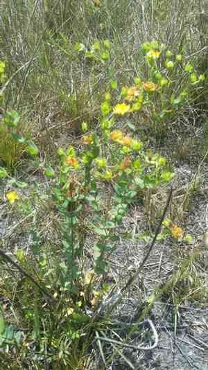 Myrtleleaf St. John's wort(Hypericum myrtifolium)
