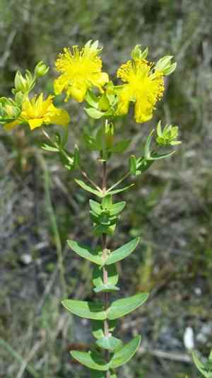 Myrtleleaf St. John's wort(Hypericum myrtifolium)