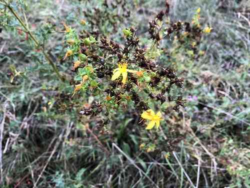 Common St. John's wort(Hypericum perforatum)
