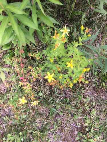 Common St. John's wort(Hypericum perforatum)
