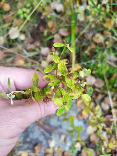 Common St. John's wort(Hypericum perforatum)