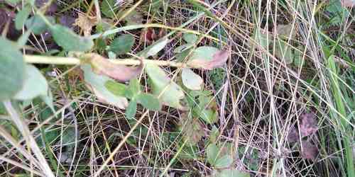 Common St. John's wort(Hypericum perforatum)