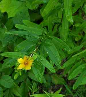 Shrubby St. John's wort(Hypericum prolificum)