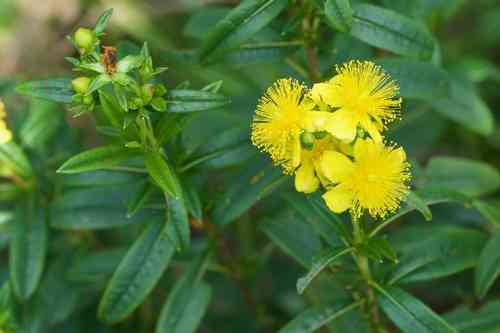 Shrubby St. John's wort(Hypericum prolificum)