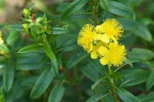 Shrubby St. John's wort(Hypericum prolificum)