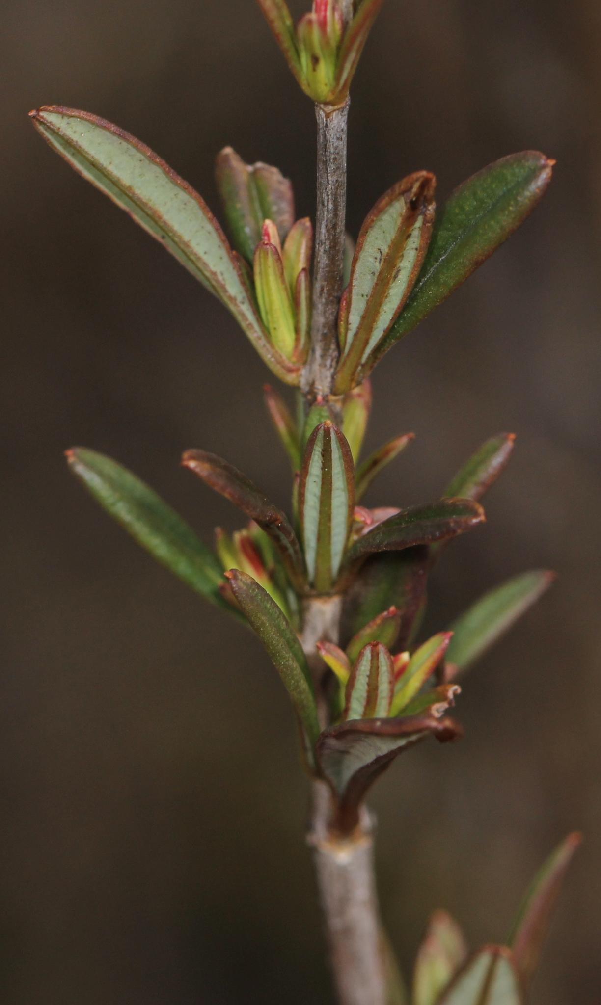 Shrubby St. John's wort