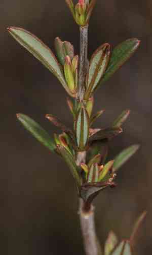 Shrubby St. John's wort(Hypericum prolificum)