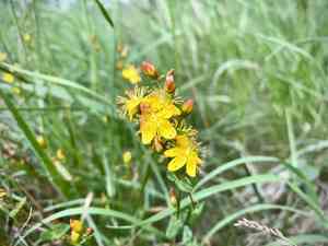 Slender St. John's wort(Hypericum pulchrum)