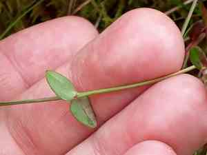 Slender St. John's wort(Hypericum pulchrum)