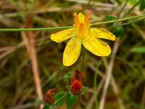 Slender St. John's wort(Hypericum pulchrum)