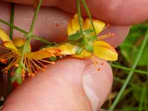 Slender St. John's wort(Hypericum pulchrum)