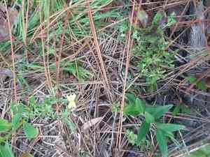 Pineland St. John's wort(Hypericum suffruticosum)