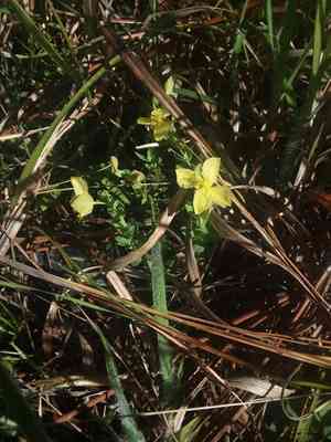 Pineland St. John's wort(Hypericum suffruticosum)