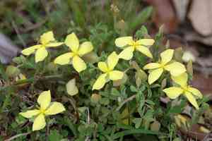 Pineland St. John's wort(Hypericum suffruticosum)