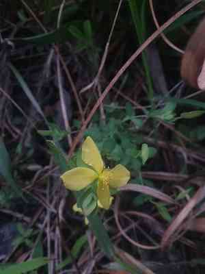 Pineland St. John's wort(Hypericum suffruticosum)