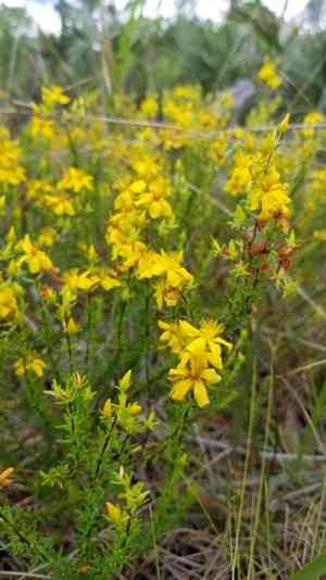 Atlantic St. John's wort(Hypericum tenuifolium)