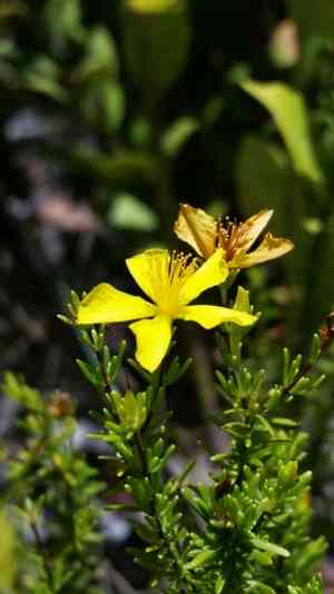 Atlantic St. John's wort(Hypericum tenuifolium)