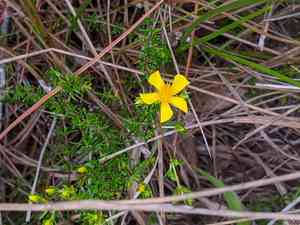 Atlantic St. John's wort(Hypericum tenuifolium)