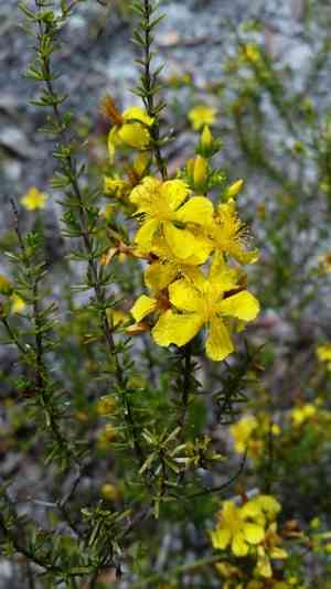 Atlantic St. John's wort(Hypericum tenuifolium)