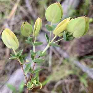 Fourpetal St. John's wort(Hypericum tetrapetalum)