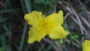 Fourpetal St. John's wort(Hypericum tetrapetalum)