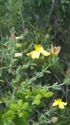 Fourpetal St. John's wort(Hypericum tetrapetalum)