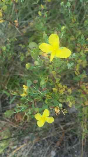 Fourpetal St. John's wort(Hypericum tetrapetalum)