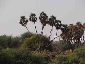 Egyptian doum palm(Hyphaene thebaica)