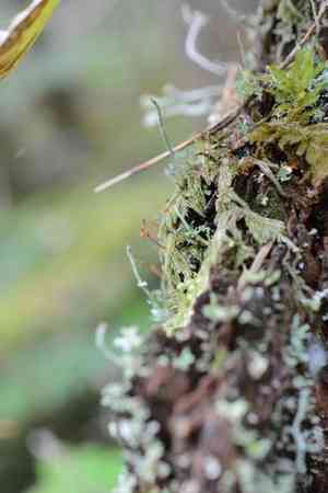 Hypnum moss(Hypnum circinale)