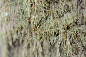 Hypnum moss(Hypnum circinale)