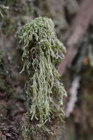 Hypnum moss(Hypnum circinale)