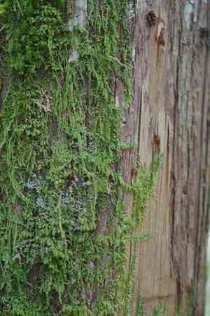 Hypnum moss(Hypnum circinale)