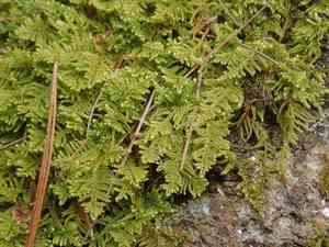 Brocade moss(Hypnum imponens)