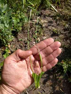 Smooth Cat's Ear(Hypochaeris glabra)