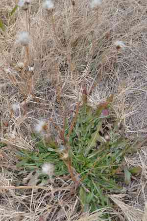 Smooth Cat's Ear(Hypochaeris glabra)