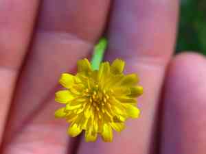 Smooth Cat's Ear(Hypochaeris glabra)