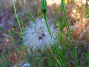 Smooth Cat's Ear(Hypochaeris glabra)