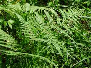 Dotted beadfern(Hypolepis punctata)