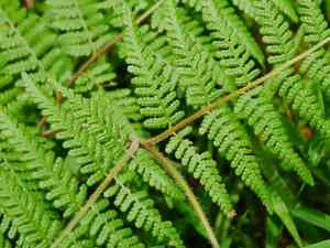 Dotted beadfern(Hypolepis punctata)