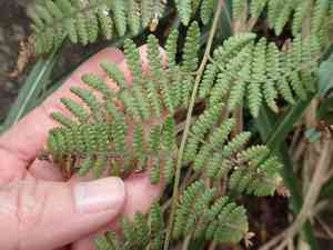Dotted beadfern(Hypolepis punctata)