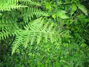 Dotted beadfern(Hypolepis punctata)