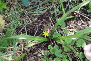 Coquí(Hypoxis decumbens)