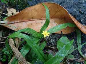 Coquí(Hypoxis decumbens)