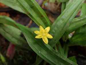 Coquí(Hypoxis decumbens)