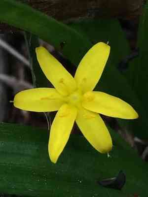 Coquí(Hypoxis decumbens)