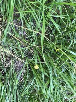 Yellow Star Grass(Hypoxis hirsuta)