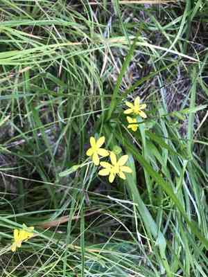 Yellow Star Grass(Hypoxis hirsuta)
