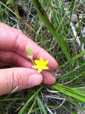 Yellow Star Grass(Hypoxis hirsuta)